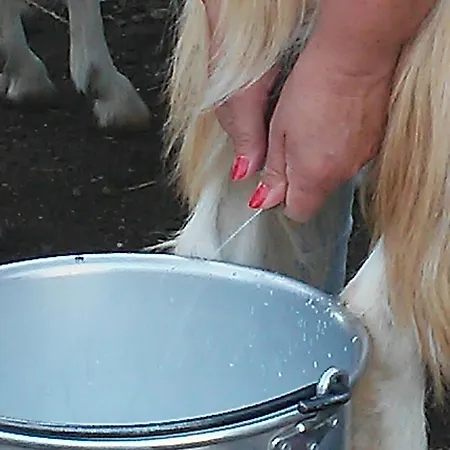 Nurazzolas Apartamento *